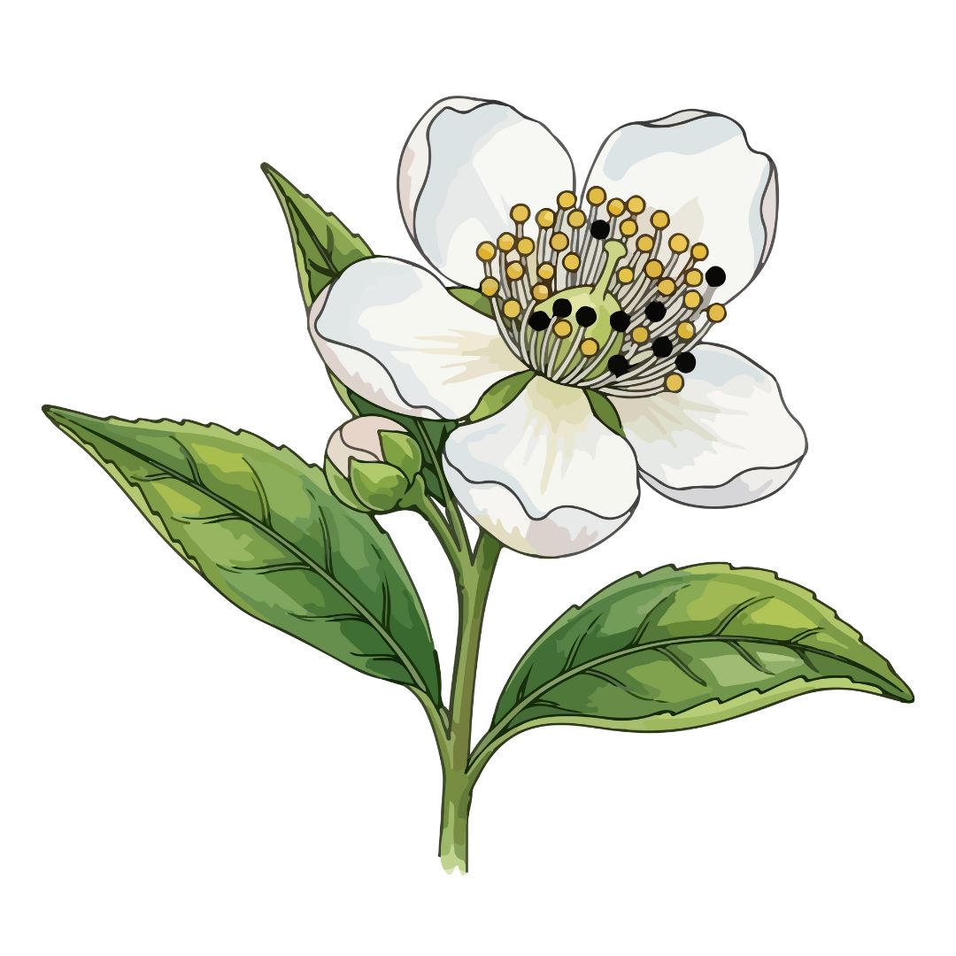 camellia sinensi Grafik