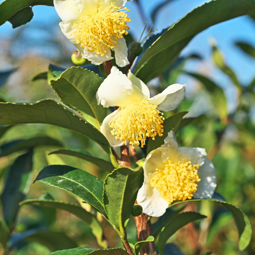 camellia sinensi